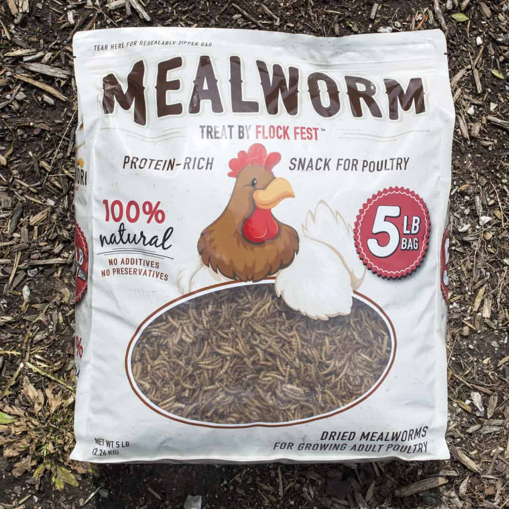 chickens and dried mealworms