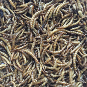2 Pack Mealworms/Black Soldier Fly Larvae 30 oz Bags
