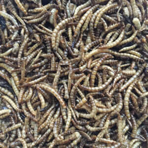 Dried Mealworms 6 pack